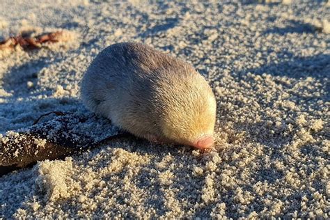 Long-lost species of golden mole found and photographed for first time