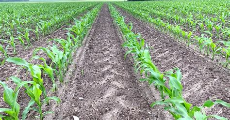 Key Pre-Planting Considerations for Maize Production - Omia ...