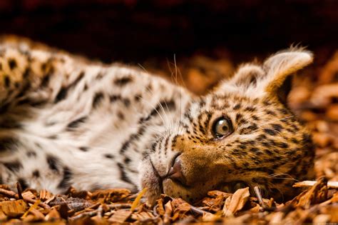 Fondos de pantalla : Animales, Tigre, fauna silvestre, Gatos grandes, animales bebés, bigotes ...