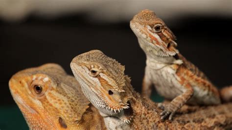 8 Care Tips for Bearded Dragons | Pet Reptiles - YouTube