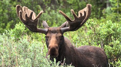 Ontario’s moose population under threat, environment report says | The Working Forest