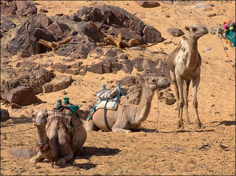 Egypt camels | Egypt camels www.memphistours.net | Memphis Tours | Flickr