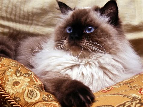 Himalayan Cat: Breed Profile & Information | Spot Canada