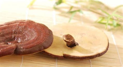 Ganoderma: The Secret Of The Spores - Organo blog EMEA