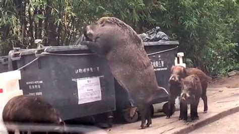 Giant pig caught on camera ravaging dumpster near school goes viral | Feral pig, Giant pig, Wild ...