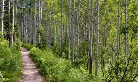 Steamboat Springs Resort in Summer - AllTrips