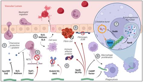 Secreted Virulence Factors of Streptococcus pyogenes - Streptococcus pyogenes: Basic Biology to ...