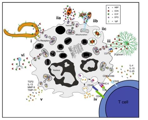 Solved A recently appreciated function of the gray cell in | Chegg.com