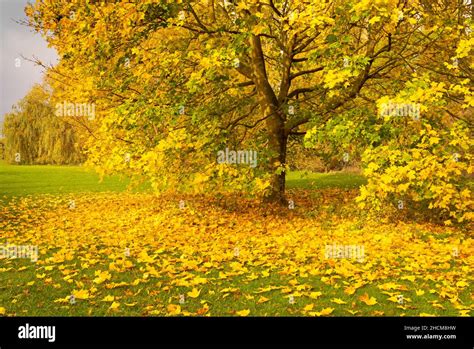 Autumn leaves uk autumn trees Autumn uk trees with autumn leaves trees with autumn colours Toton ...