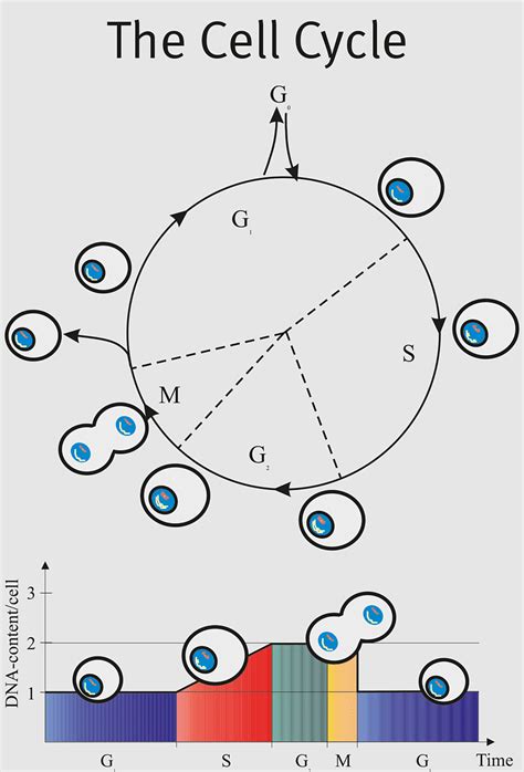 Dapi, fluorophore, Cytometry, flow Cytometry, cell Cycle, becton ...