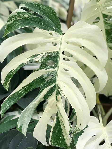 True monstera deliciosa albo-variegata