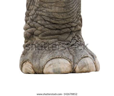 Elephant Leg Isolated Stock Photo (Edit Now) 142678852