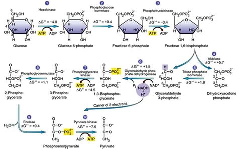 Glycolysis Explained in 10 Easy Steps (With Diagrams)