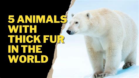 5 ANIMALS WITH THICK FUR IN THE WORLD - YouTube