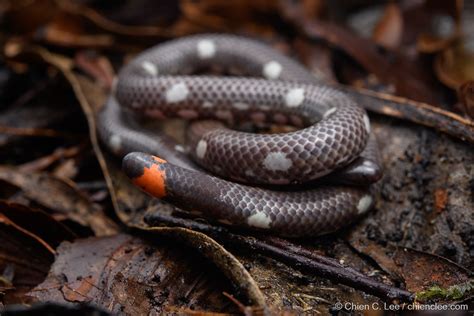 Dwarf Pipe Snake (Anomochilus cf. monticola) | Rarely encoun… | Flickr