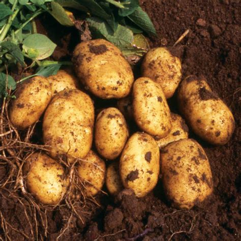 How to prevent potato blight - Suttons Gardening Grow How