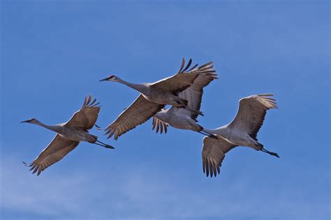 Sandhill Cranes Wait Out the Storm | BirdNote