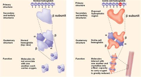 hemoglobin-sickle.html 05_22-SickleCellDisease-L.jpg