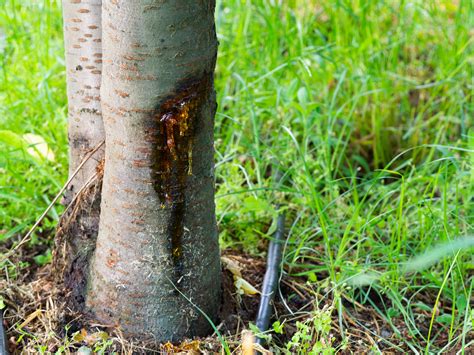 Tree Diseases in Florida and How to Spot Them - Tree Care by Robert Miller, Inc.