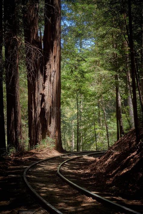 Redwood Forest Animals Stock Photos - Free & Royalty-Free Stock Photos ...