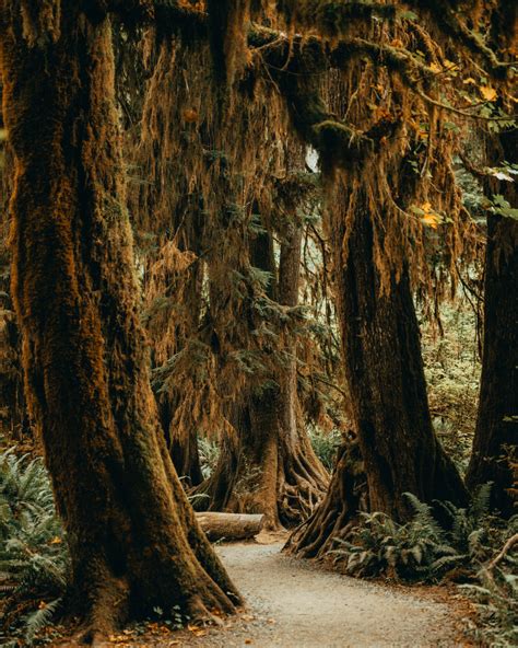 Hoh Rainforest: Hall of Mosses & Spruce Nature Trail