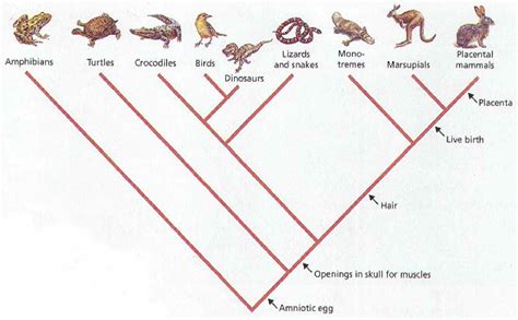 taxonomy notes bI