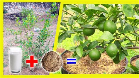 Special fertilizer for lemon plant || best organic fertilizer for lemon tree - YouTube