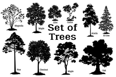 Tree Identification: How To Identify Different Types Of, 47% OFF