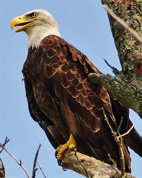 A Bald Eagle hunting for lunch. | Smithsonian Photo Contest ...