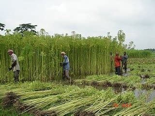 Indian Jute: Jute - Jute Cultivation and Fibre Extraction process