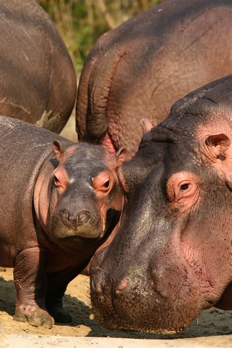 30 Pictures Of Baby Hippos | Thought Catalog