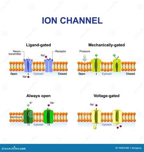 Types of ion channel stock vector. Illustration of mechanically - 76964188