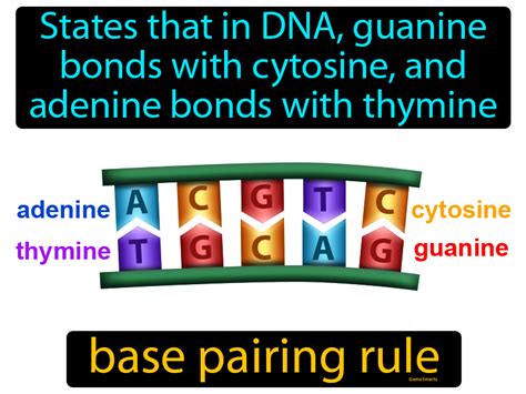 Base Pairing Rule Definition & Image | GameSmartz