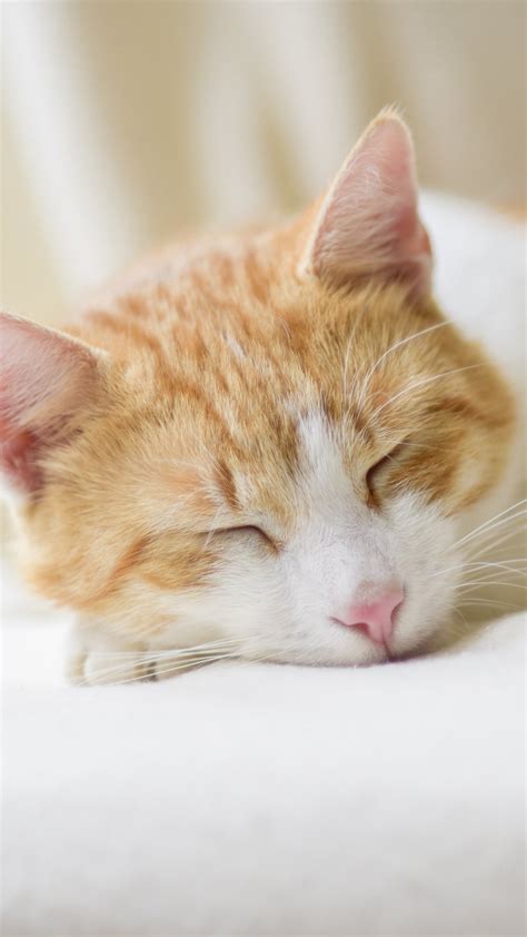 Sleeping Cat Wallpaper - iPhone, Android & Desktop Backgrounds