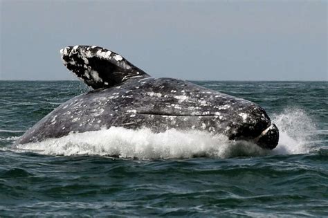 81 gray whales spotted off Point Reyes Saturday — and more are on the ...