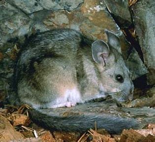 bushy tailed wood rat They build spectacular and complex structures to live in. Have found ...