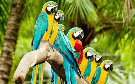 Parrots Wallpapers - 4k, HD Parrots Backgrounds on WallpaperBat