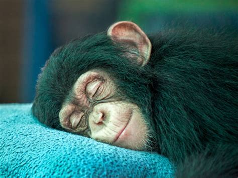 A Of A Chimpanzee Background Stock Photos, Pictures & Royalty-Free ...