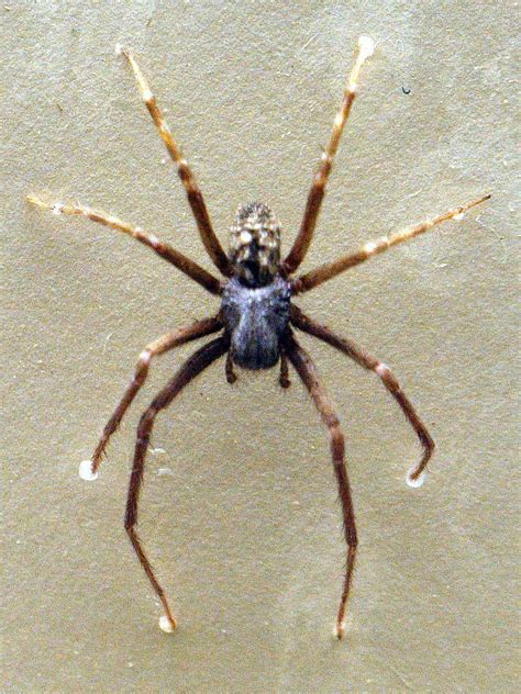 Black House Spider In Australia: Home Invader? - A1 Pest & Weed Control