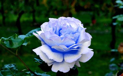 65,171 Blue Rose Garden Stock Photos - Free & Royalty-Free Stock Photos ...