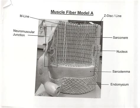 ANATOMY & PHYSIOLOGY I BIS 240: Muscle Fiber Model A