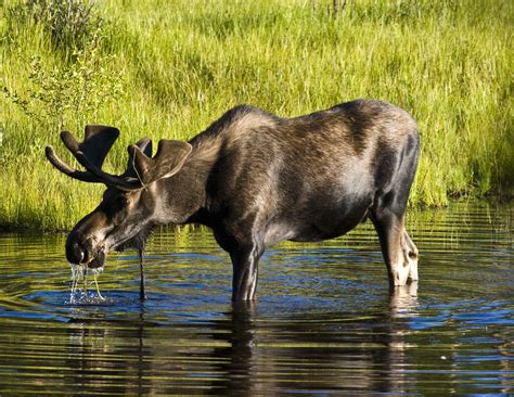 moose - Google Search | Moose, Rocky mountains, Bull moose