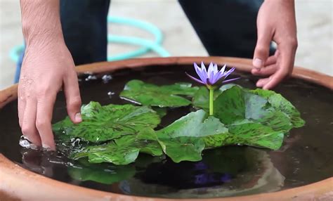 How To Grow Water Lilies In A Bowl {Video} | The WHOot | Small water ...