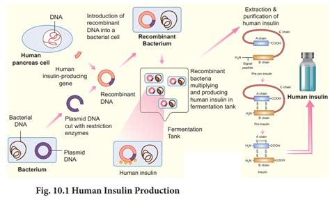 Applications of biotechnology in Medicine