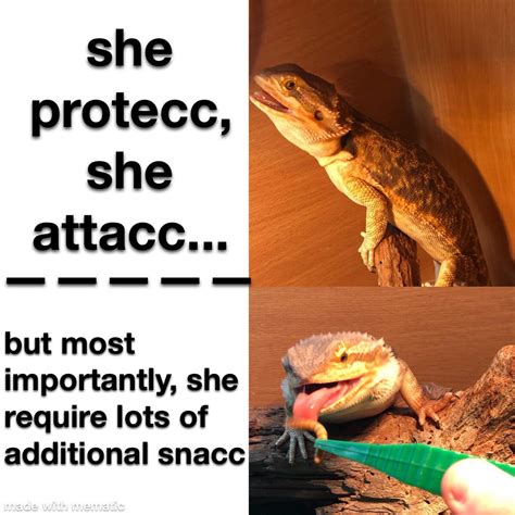 Made this meme about my bearded dragon today :) : r/BeardedDragons