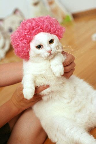 Wig cat. #Funny #Cats #LOLcats Crazy Cat Lady, Crazy Cats, Sphynx Cat ...