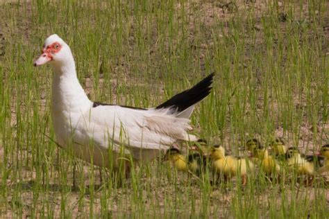 Muscovy Duck Egg Laying Incubation Guide | Earth Life