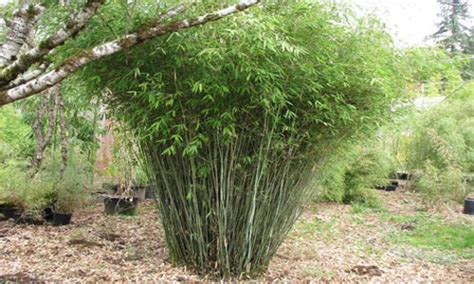 Weed Control Pruning and maintenance | Bamboo Info