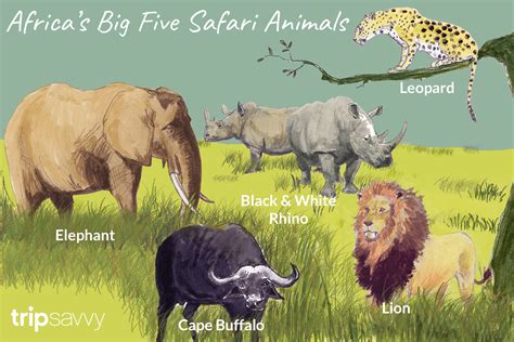 An Introduction to Africa's Big Five Safari Animals