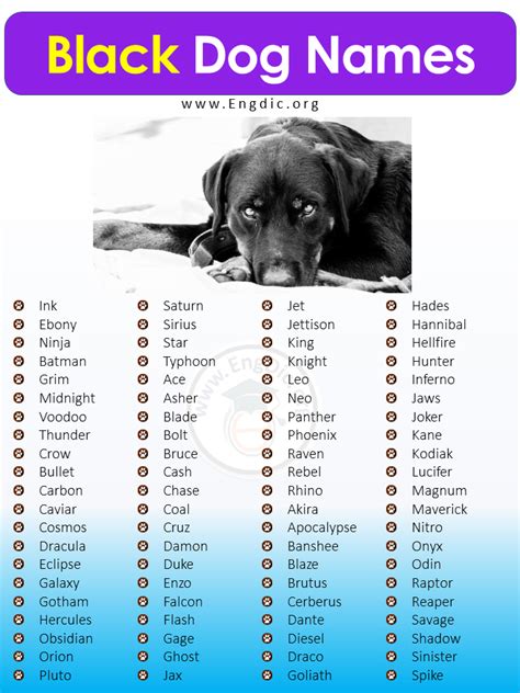 500+ Most Popular Black Dog Names (Male, Female) - EngDic